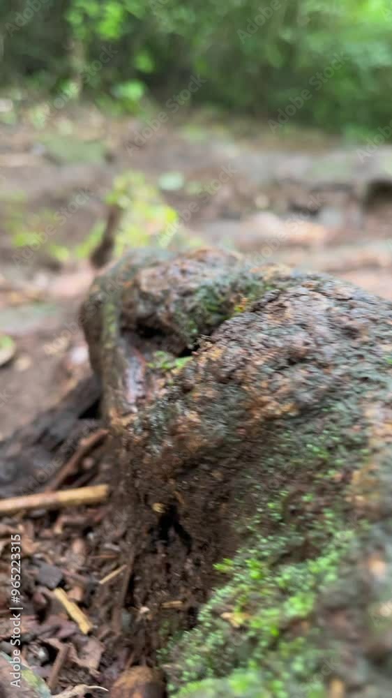 Leafcutter ants Leafcutter ants