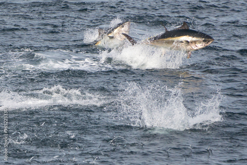 Le thon rouge en Bretagne