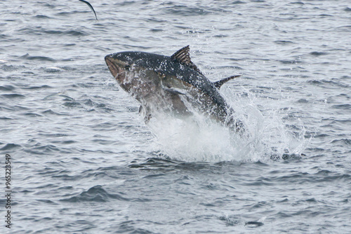 Le thon rouge en Bretagne