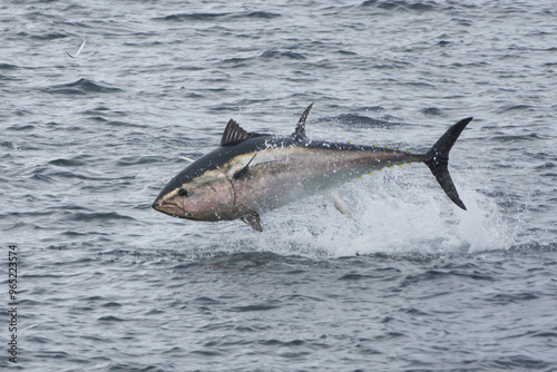 Le thon rouge en Bretagne