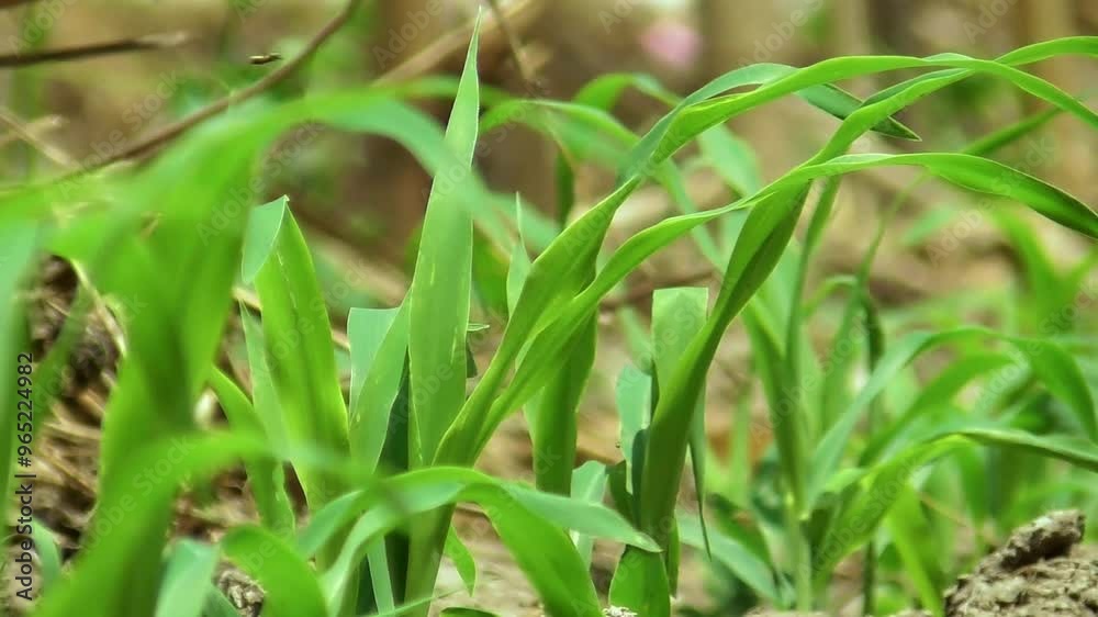green corn sprouts in the spring season, an agricultural field where corn is grown green corn sprouts in the spring season, an agricultural field where corn is grown