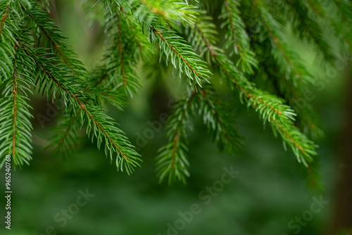 Pine trees. Green background. Christmas evergreen tree needles nature