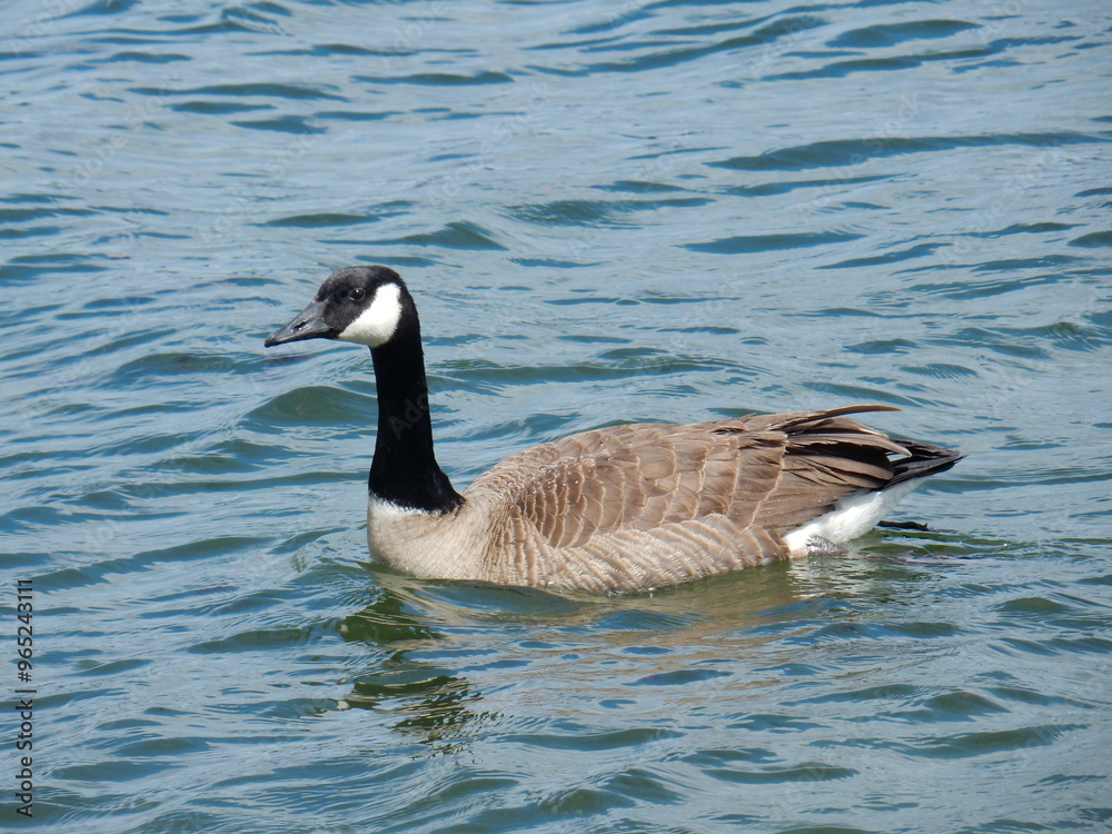 Canadian goose on the ocean Canadian goose on the ocean