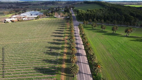 Seppeltsfield Road Surrounded By Palm Trees In Barossa Valley, South Australia - Aerial Shot photo