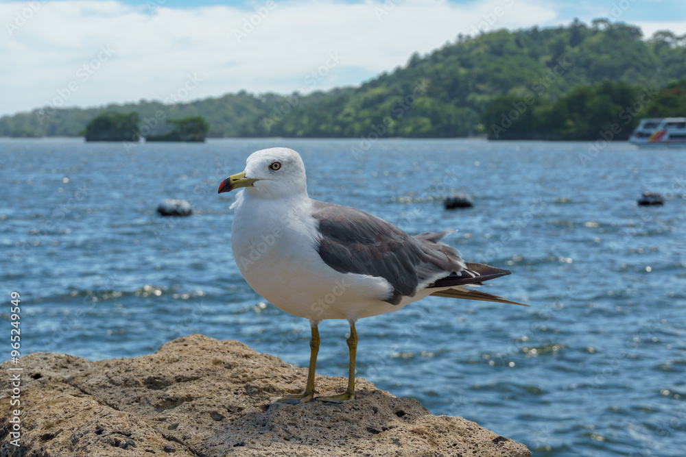 Fototapeta premium 松島湾の岩場に乗るウミネコ Larus crassirostris