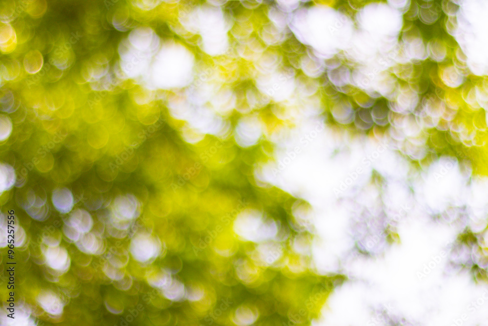 blurred Sunlit green leaves with a soft, blurred background blurred Sunlit green leaves with a soft, blurred background