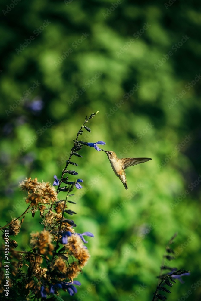 dragonfly in flight dragonfly in flight