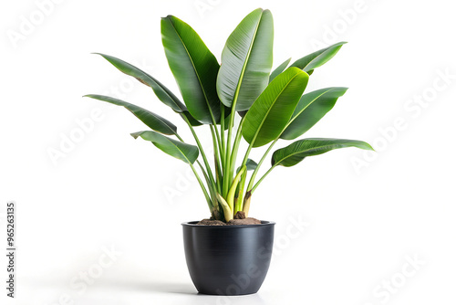 Plant of Strelitzia Ravenala banana put on tall style ceramic matte surface black pot isolated on white background.