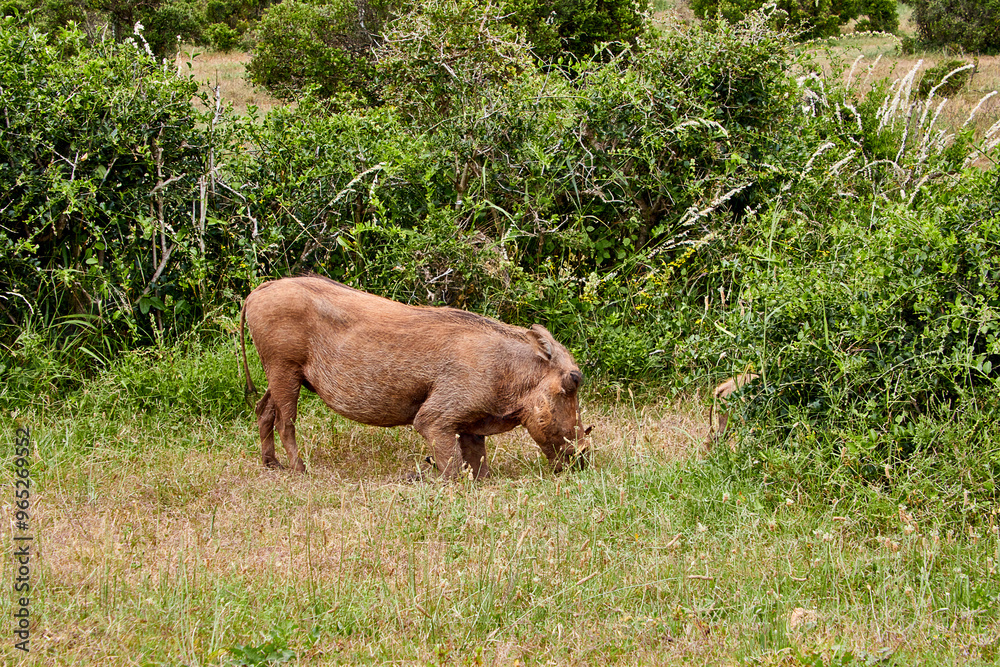 Eine Reise durch Südafrika. Auf Safari durch die afrikanische Savanne. Eine Reise durch Südafrika. Auf Safari durch die afrikanische Savanne.