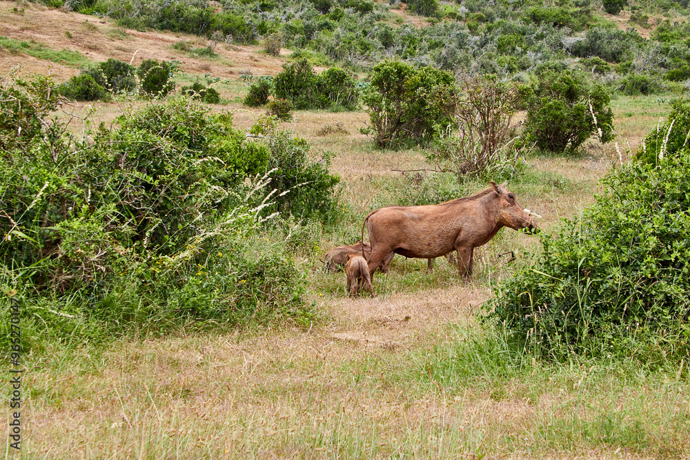 Eine Reise durch Südafrika. Auf Safari durch die afrikanische Savanne. Eine Reise durch Südafrika. Auf Safari durch die afrikanische Savanne.