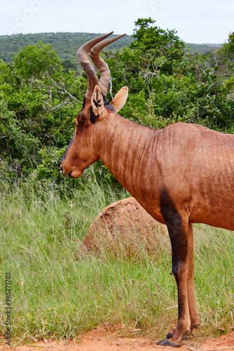 Eine Reise durch Südafrika. Auf Safari durch die afrikanische Savanne. photo