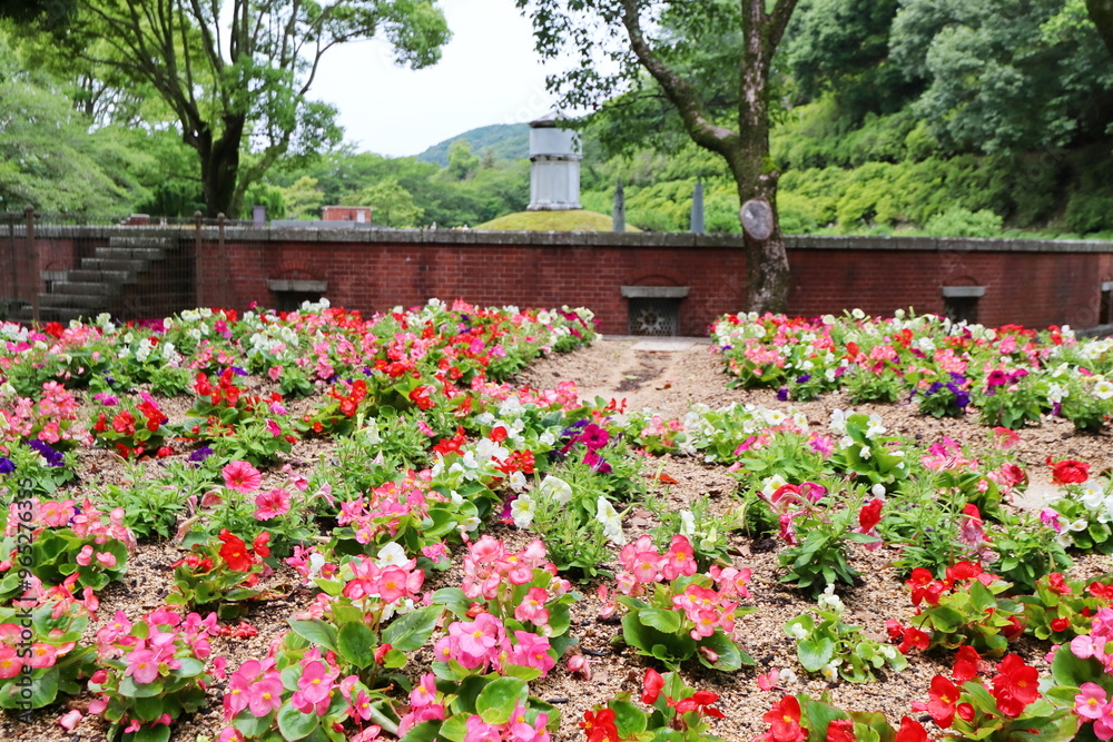 カラフルなベゴニアの花壇 カラフルなベゴニアの花壇