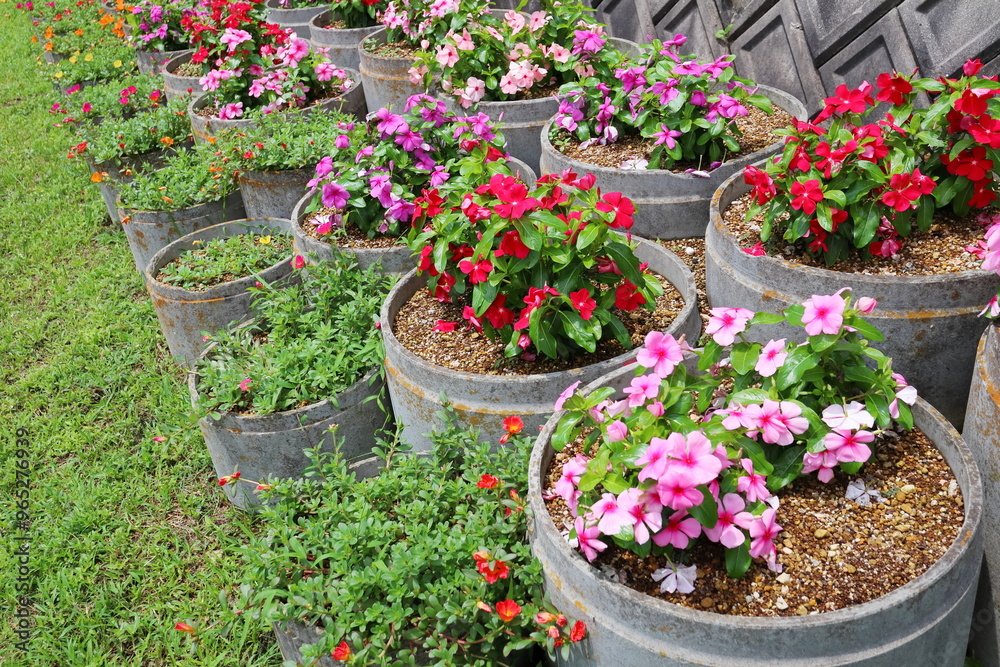 Fototapeta premium 鉢に植えられたニチニチソウの花壇