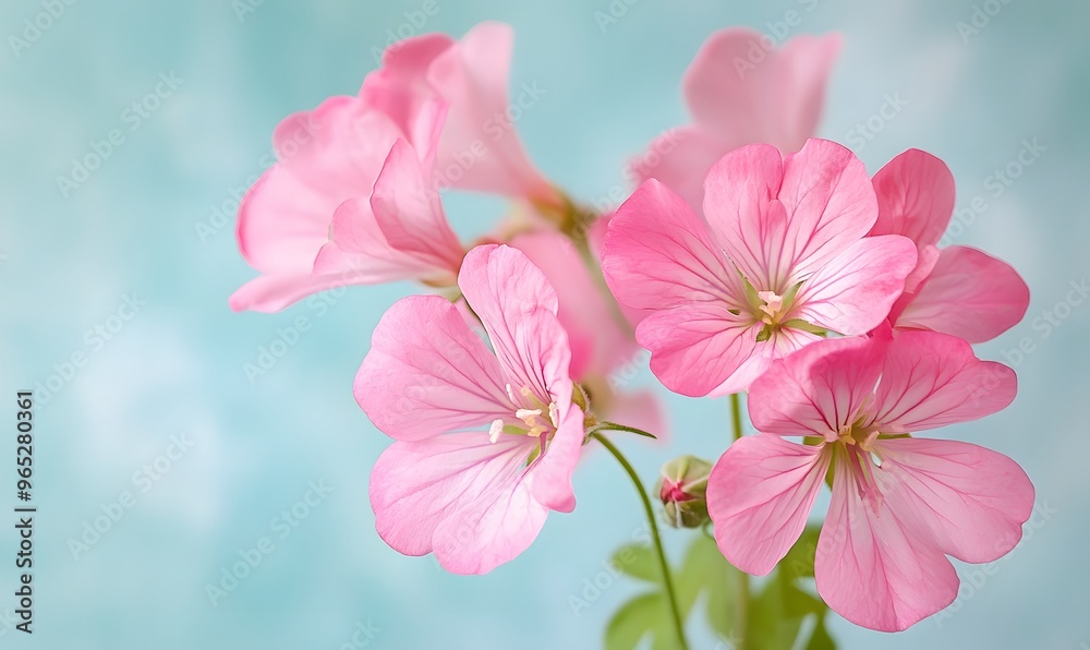 pink geranium flower cluster on soft blue backdrop pink geranium flower cluster on soft blue backdrop
