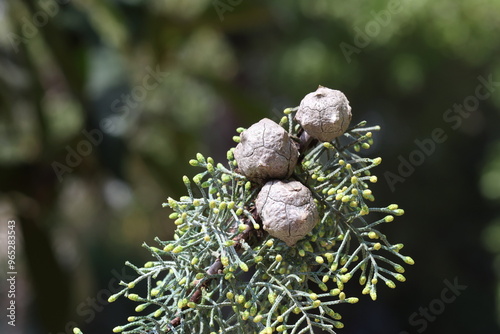 close up of leaves and seed cones of Arizona cypress (Hesperocyparis arizonica) photo