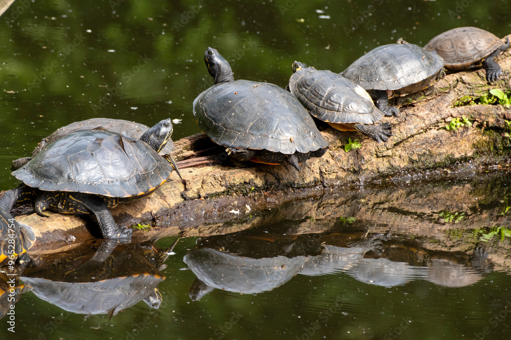 Rotwangen-Schmuckschildkröten (Trachemys scripta elegans) auf einem Baumstamm mit Spiegelung, Vogelschutzgebiet Heisinger Bogen, Kupferdreh, Essen, Ruhrgebiet, Nordrhein-Westfalen, Deutschland, Europa Rotwangen-Schmuckschildkröten (Trachemys scripta elegans) auf einem Baumstamm mit Spiegelung, Vogelschutzgebiet Heisinger Bogen, Kupferdreh, Essen, Ruhrgebiet, Nordrhein-Westfalen, Deutschland, Europa