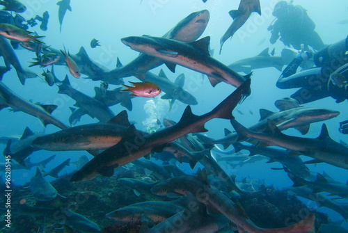 Shark Scramble only 2 hours away from TOKYO. World famous shark scuba diving in ITO, Chiba Japan. photo