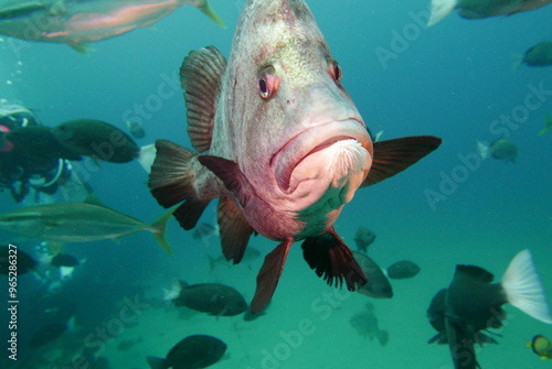 Shark Scramble only 2 hours away from TOKYO. World famous shark scuba diving in ITO, Chiba Japan. photo