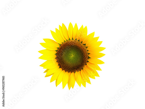 sunflower isolated on white background. transparent background