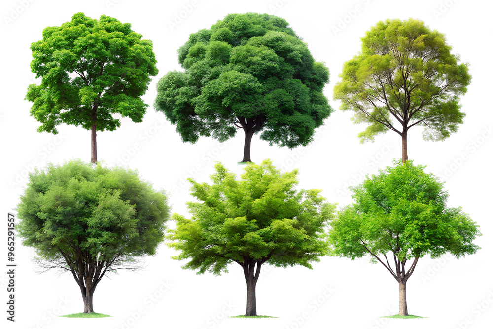 Difference Trees. isolated on White background, Clipping path Difference Trees. isolated on White background, Clipping path