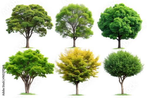 Difference Trees. isolated on White