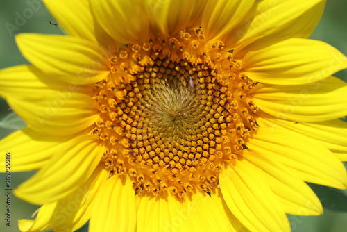 close up of ripening sunflower