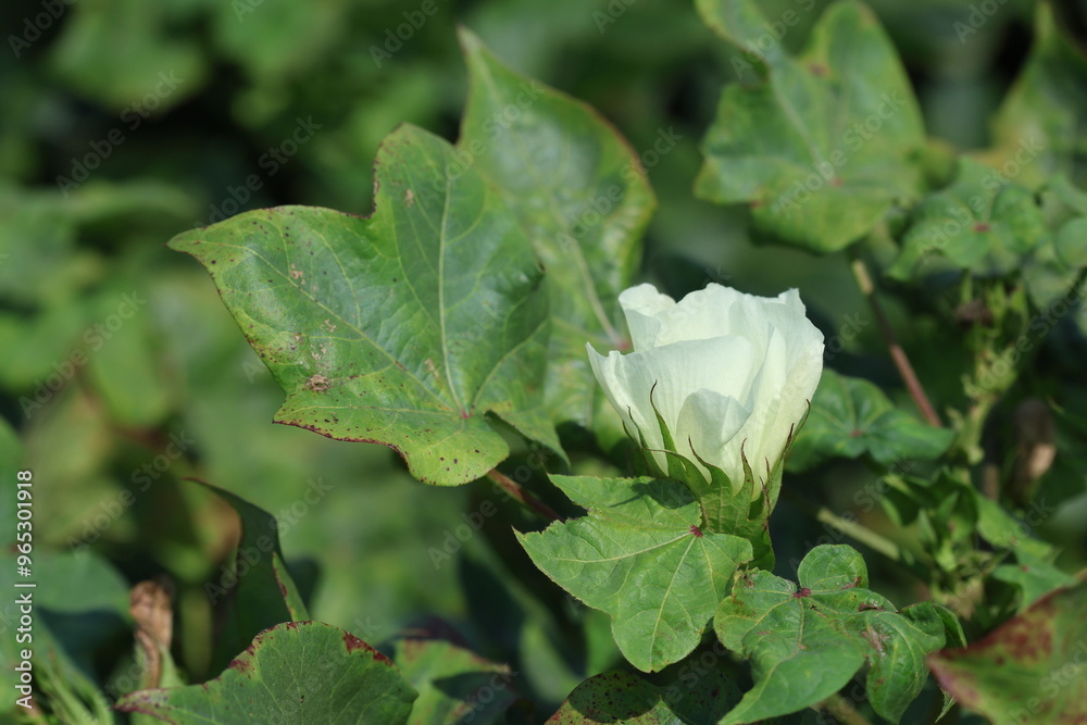 blooms and balls of cotton plant blooms and balls of cotton plant