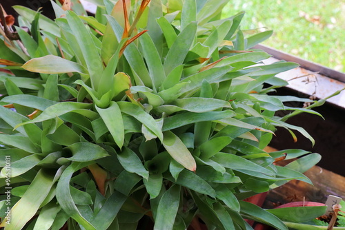 植物園の温室の食虫植物　カトプシス　ベルテロニアナ photo