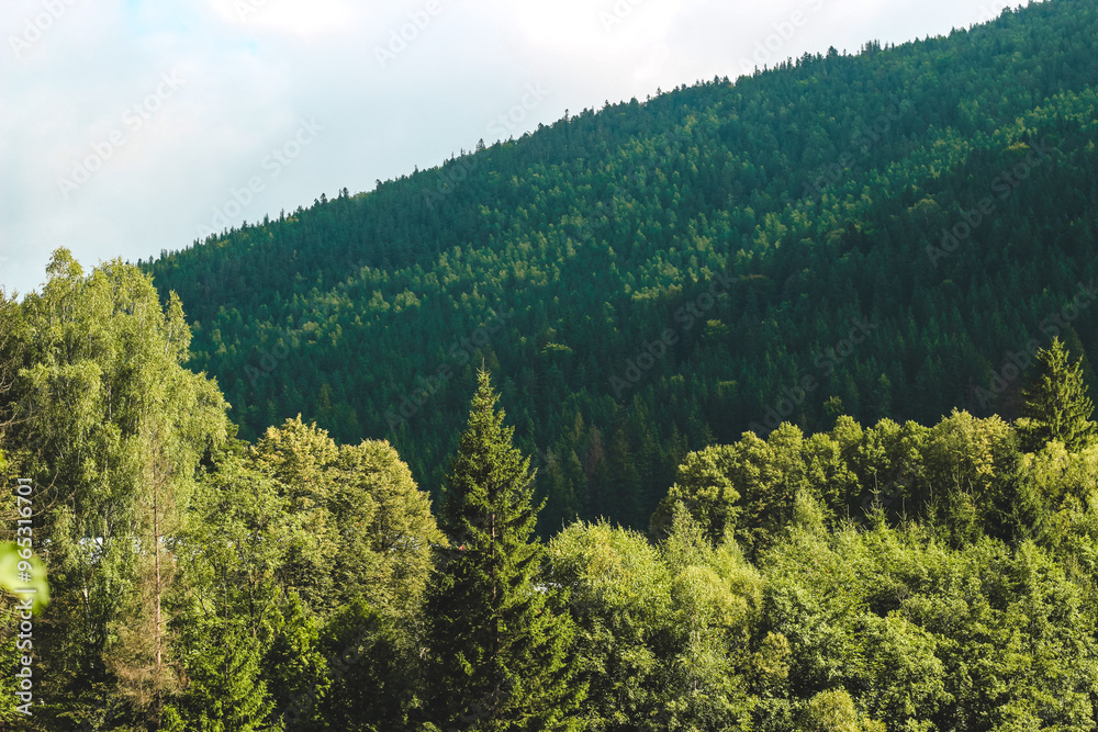 Mountain landscape on the background of spruce forests and deciduous trees Mountain landscape on the background of spruce forests and deciduous trees