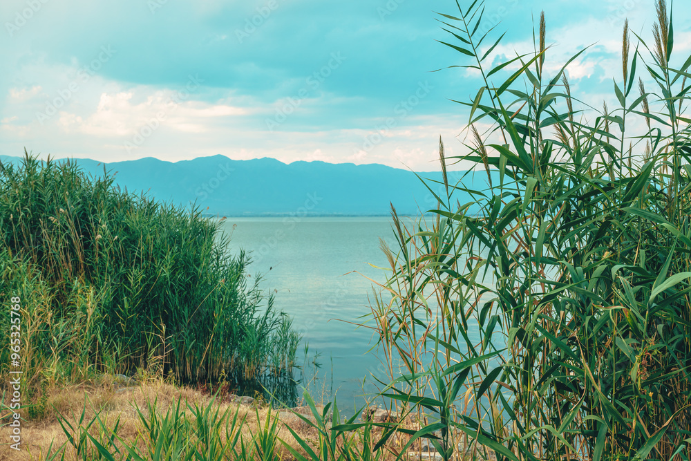 Green reed grass at Lake Dojran in North Macedonia Green reed grass at Lake Dojran in North Macedonia