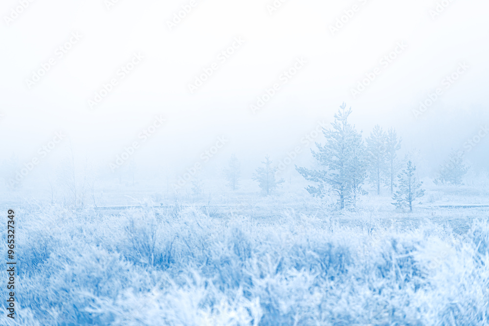 Frost-covered trees and grass in winter forest at foggy sunrise. Beautiful winter landscape. Frost-covered trees and grass in winter forest at foggy sunrise. Beautiful winter landscape.