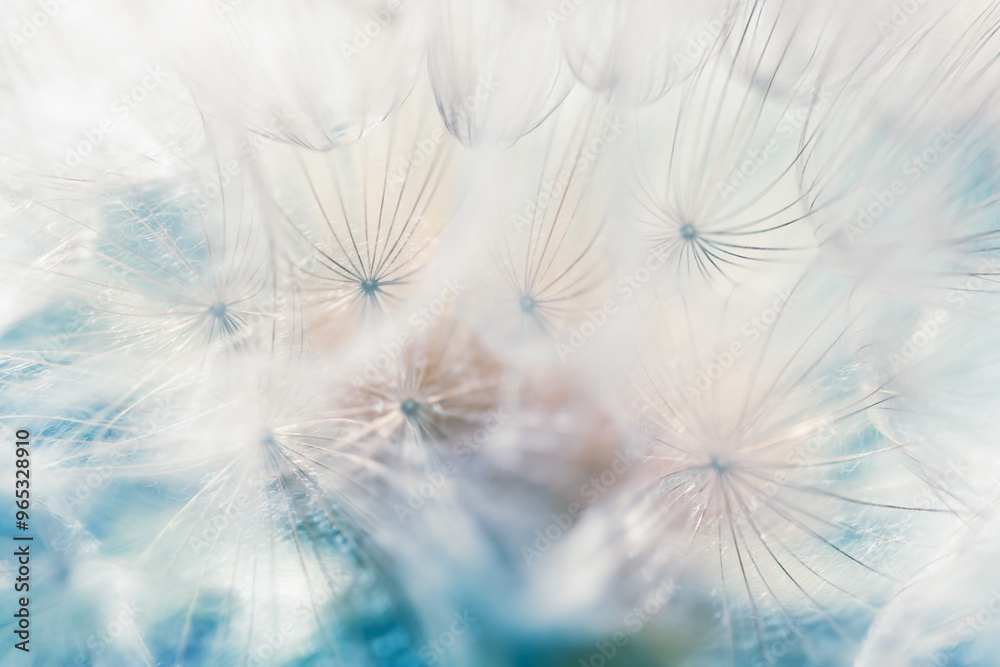White dandelion in a forest close up. Abstract summer nature background.