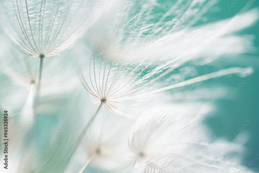 White dandelion in a forest at sunset. Abstract summer nature background