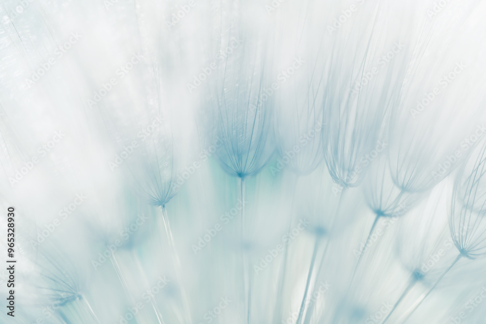 White dandelion in a forest at sunset. Abstract summer nature background