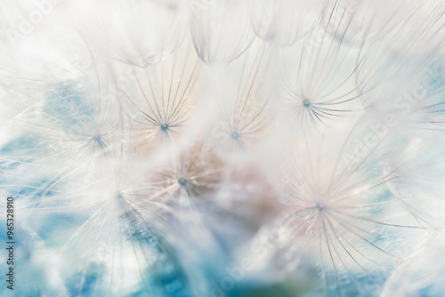 Obraz na płótnie White dandelion in a forest close up. Abstract summer nature background. w salonie