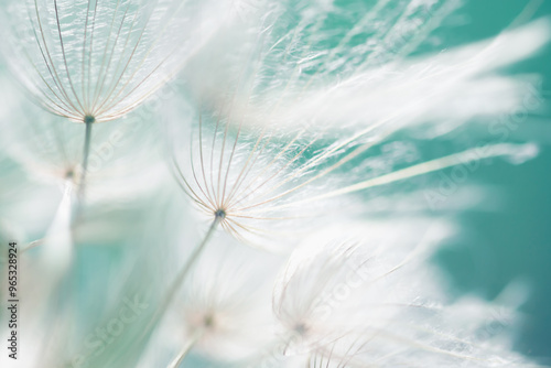 White dandelion in a forest at sunset. Abstract summer nature background