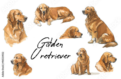 golden retriever with style hand drawn watercolor digital painting illustration