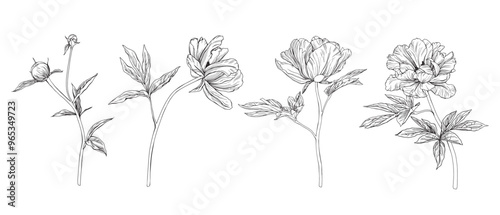 Summer set of flowers peony. Vector pencil hand drawn illustration of blooming peony on isolated background. Bundle with outline drawing of leafs. Sketch in line art style painted by black inks.