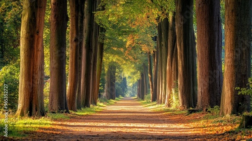 Sun-dappled forest path with tall trees lining the way