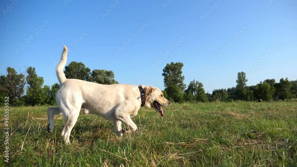 Cute friendly golden retriever running on meadow at sunny day. Happy dog breed labrador jogging on green field. Beautiful summer landscape at background. Close up Slow motion Cute friendly golden retriever running on meadow at sunny day. Happy dog breed labrador jogging on green field. Beautiful summer landscape at background. Close up Slow motion