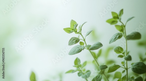 Wallpaper Mural Delicate Green Leaves of a Plant Against a Light Background Torontodigital.ca