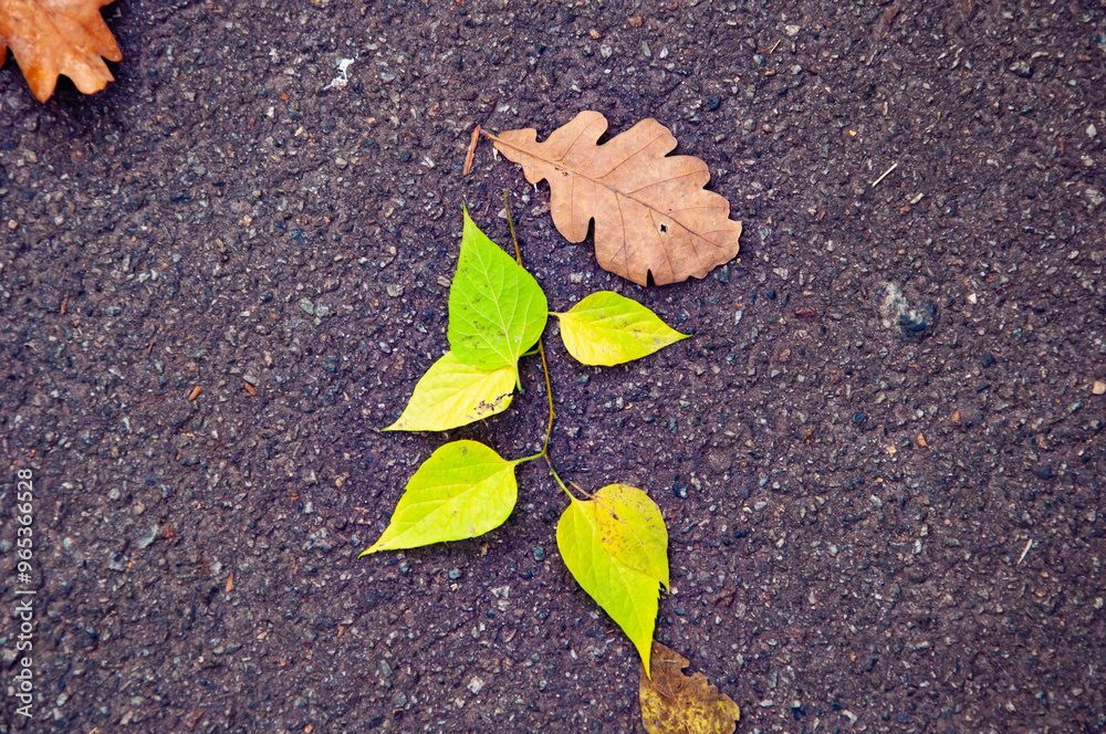 Fallen leaves in autumn fall season nature outdoor in the park on the ground Fallen leaves in autumn fall season nature outdoor in the park on the ground