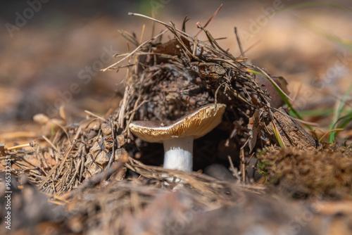 Beautiful russula in autumn underground photo