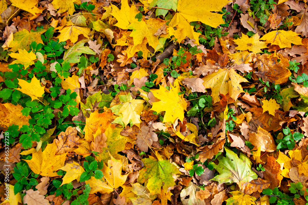 Forest with leaves background. Seasonal autumn tree leaves. Natural beauty. Fall season weather. Orange autumn leaves background. Yellow leaf backdrop. Autumn leaves nature. Maple leaf Forest with leaves background. Seasonal autumn tree leaves. Natural beauty. Fall season weather. Orange autumn leaves background. Yellow leaf backdrop. Autumn leaves nature. Maple leaf