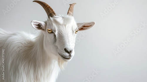 Close-up Portrait of a White Goat with Brown Horns