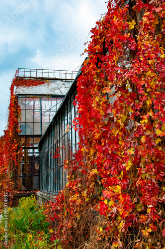 Autumn orangery greenhouse. Winer garden with red autumn leaves vine. Fall greenhouse glass orangery. Fall gardening. Orangery in autumn with fallen leaves. Glass greenhouse house. Indoor garden photo