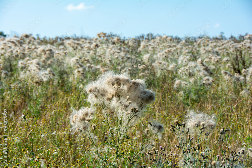 Fototapeta premium Wilted thistles in a field