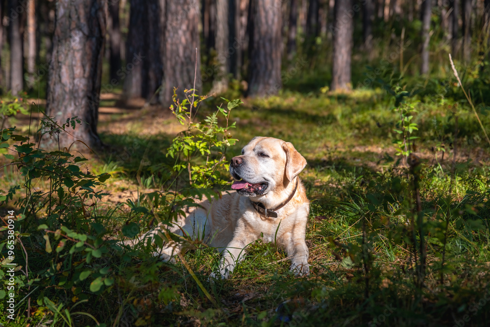 Dog purebred fawn Labrador lies in the forest Dog purebred fawn Labrador lies in the forest