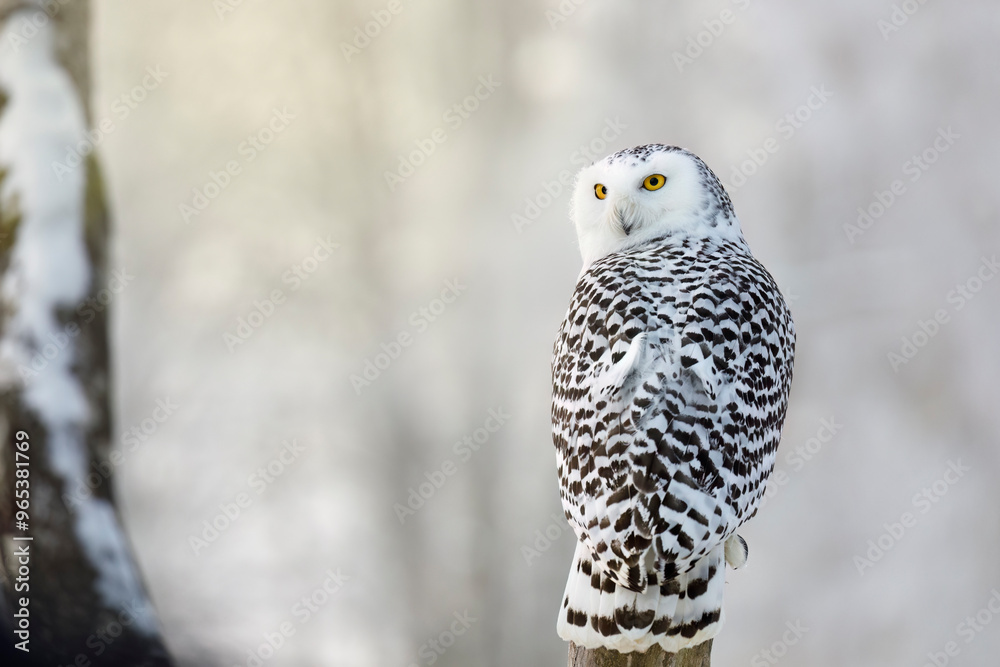 Fototapeta premium Owl in frosty morning. Snowy owl, Bubo scandiacus, perched on birch stump. Arctic owl looking over shoulder. Beautiful white polar bird with yellow eyes. Winter in wild nature. Isolated on white.