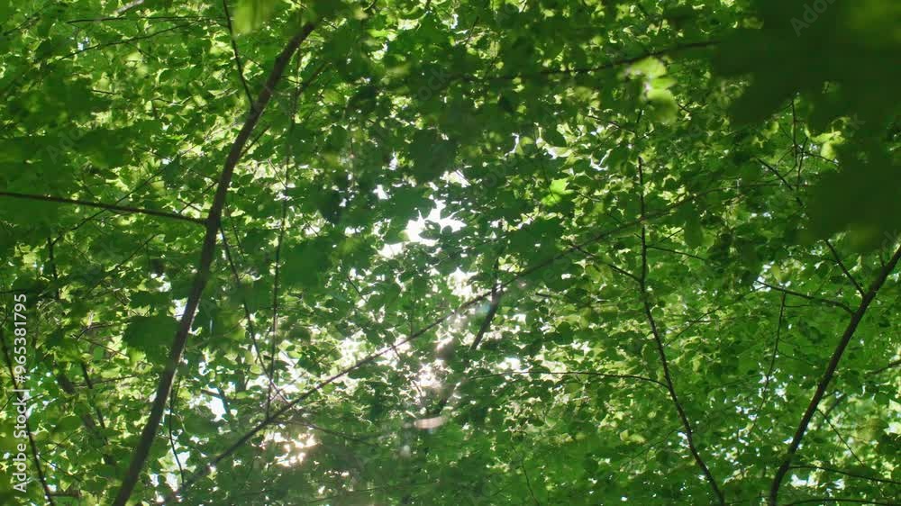 Sun rays shine through green forest trees leaves at summer day. Sunny morning in park. Nature background Sun rays shine through green forest trees leaves at summer day. Sunny morning in park. Nature background